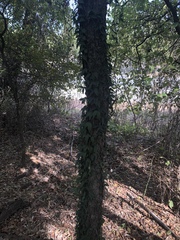 Bignonieae