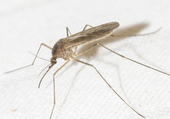 Culiseta inornata