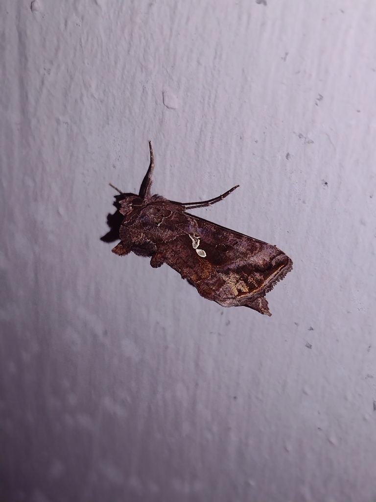Common Looper Moth