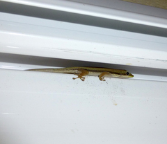 Phelsuma modesta leiogaster