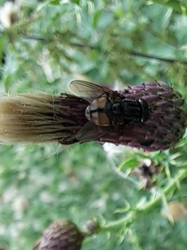 Face fly