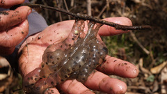 Hynobius leechii