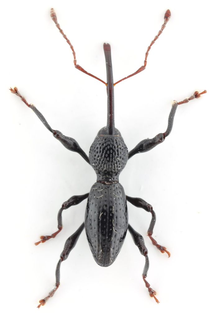 Sicoderus perezi