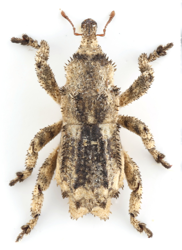 Lembodes solitarius