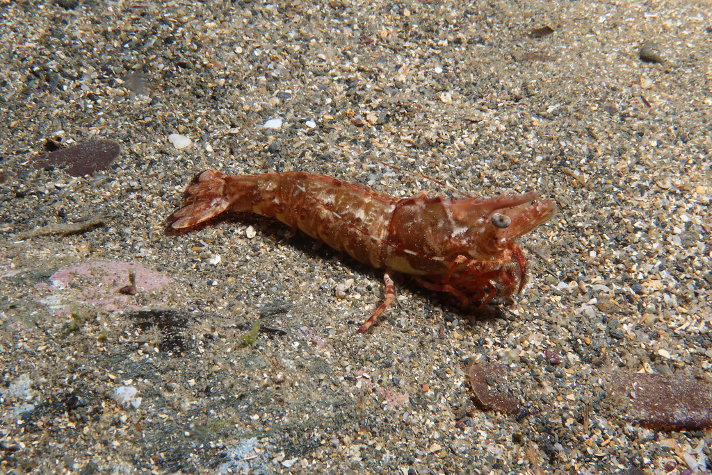 Mediterranean rock shrimp