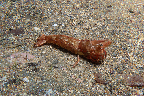 Mediterranean rock shrimp