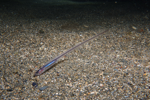 Pearl fish (Carapus acus) — Carapidae