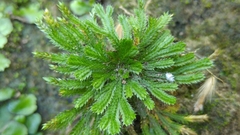 Selaginella pilifera