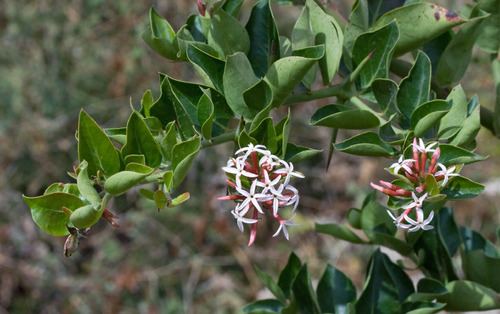 Bush Plum