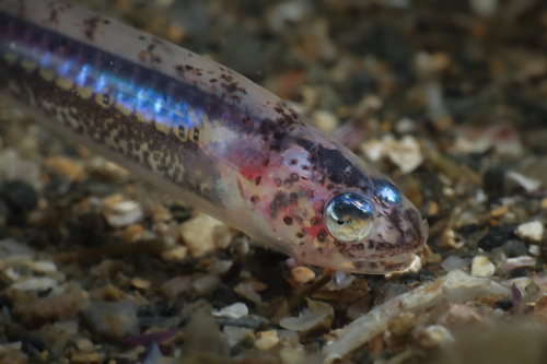 Pearl fish balığı