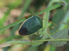 Edessa rufomarginata