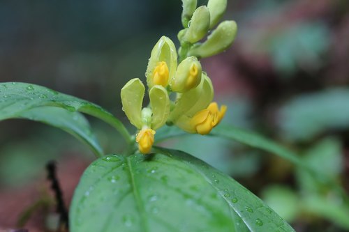 Polygala reinii iNat (3)