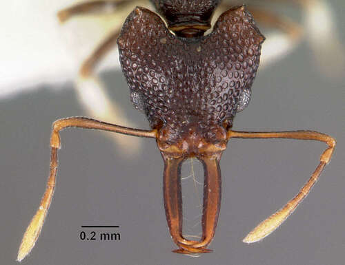 微针蚁属Microdaceton