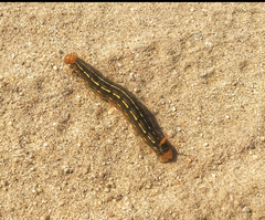 Hyles lineata