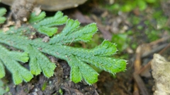 Selaginella novoleonensis