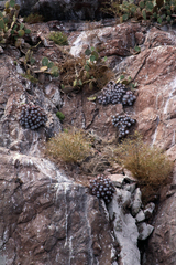 Dudleya candida