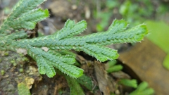 Selaginella novoleonensis
