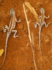 Chalarodon madagascariensis