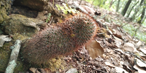 Mammillaria rekoi