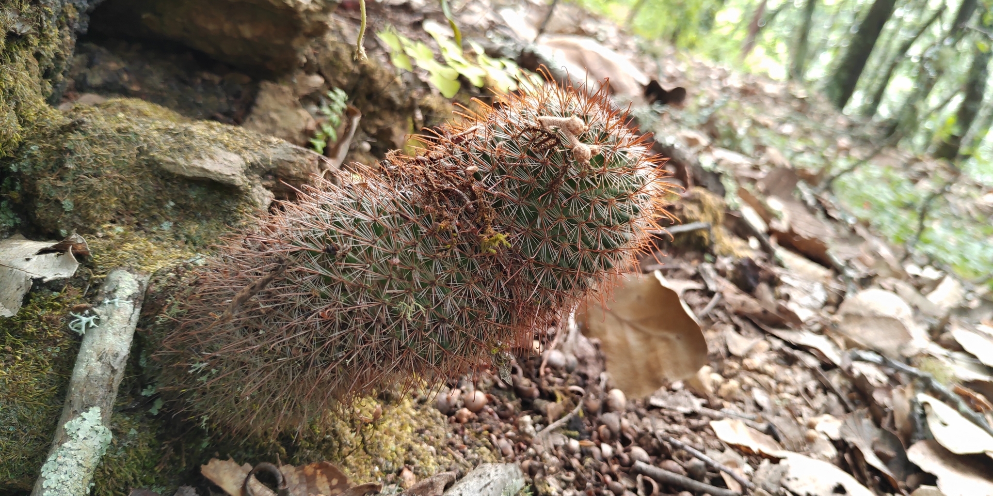 Mammillaria rekoi