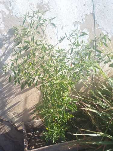 Capsicum frutescens iNat (3)
