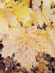 Acer saccharum