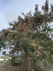 Vachellia insulae-iacobi