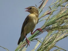 Euplectes franciscanus