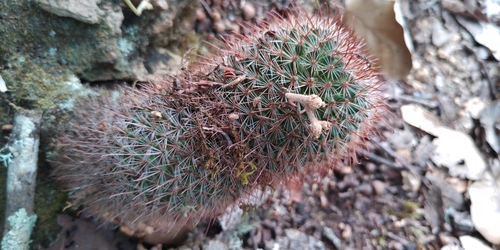 Mammillaria rekoi