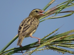 Euplectes franciscanus