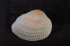 Anadara uropigimelana