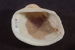 Anadara uropigimelana