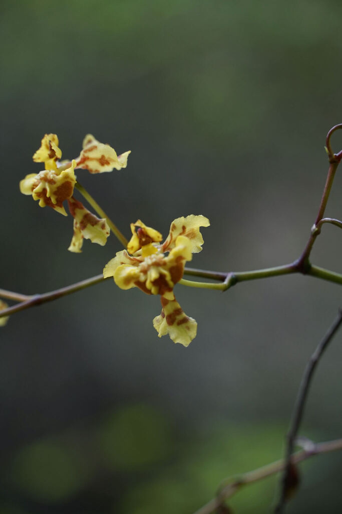 Oncidium deltoideum