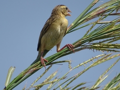 Euplectes franciscanus