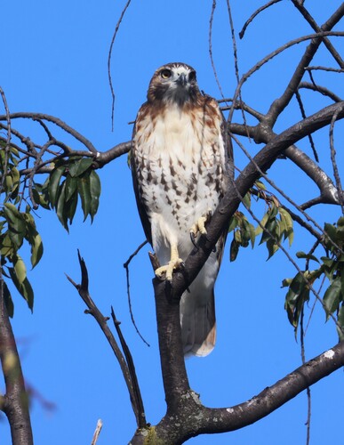 iNaturalist observation 2025-08-31