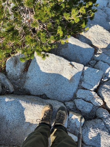 iNaturalist observation photo of Spiny Lizards