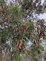 Vachellia insulae-iacobi