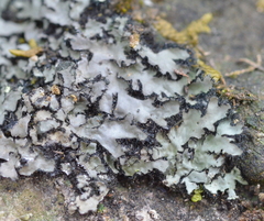Phaeophyscia hispidula
