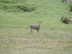 Odocoileus virginianus ustus