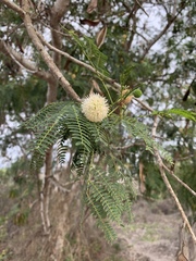 Vachellia insulae-iacobi