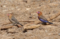 Granatina ianthinogaster