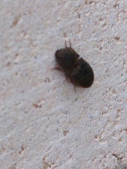 Agrypnus rectangularis