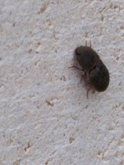 Agrypnus rectangularis