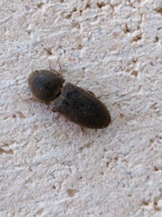 Agrypnus rectangularis