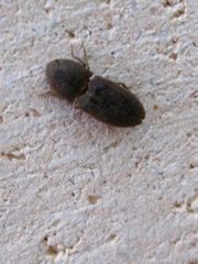 Agrypnus rectangularis