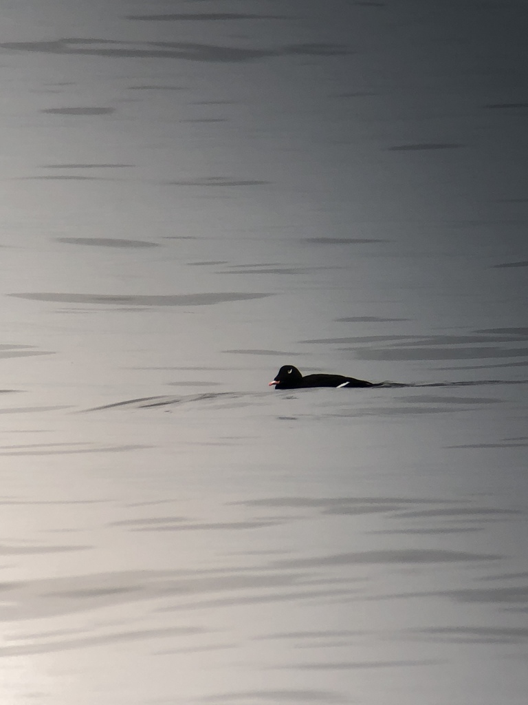 White-winged Scoter