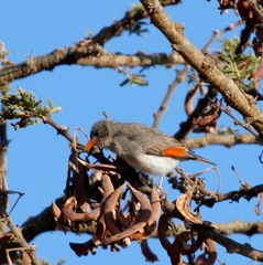 Anaplectes rubriceps