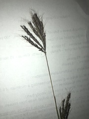 Dichanthium annulatum