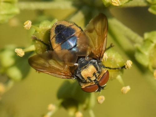 Phasia aurigera, photo 2 of 10