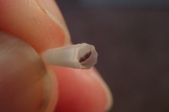 Dentalium clavus